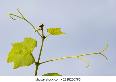 Leaves And Vine Tendrils Glittering In The Sun