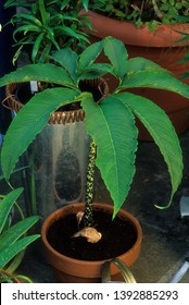  Leaves Of Voodoo Lily In A Pot