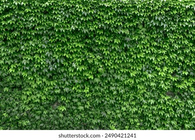 Leaves wall texture background. Green Ivy wall. Natural green ivy leaves growing on the wall or fence as vertical garden can be used for background or wallpaper. An ivy-covered wall.  - Powered by Shutterstock