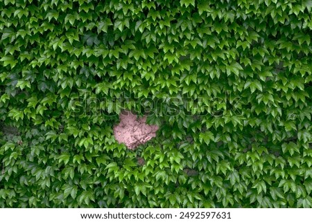 Leaves wall texture background. Natural green ivy leaves growing on the wall or fence as vertical garden can be used for background or wallpaper. Green Ivy wall. An ivy-covered wall. 