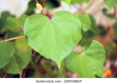 Leaves Waru Hibiscus Tiliaceus Heartshaped Bright Stock Photo ...