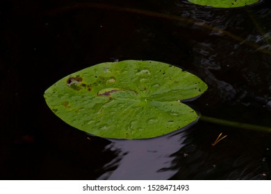 
leaves of water lily against a dark surface of water