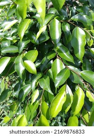 Leaves Of Weeping Fig Tree (Ficus Benjamina) 