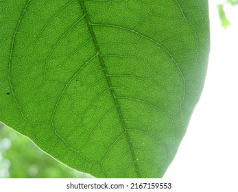 Leaves With Well Defined Veins