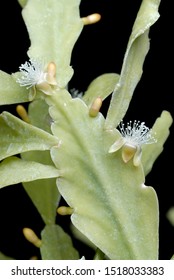 Leaves And White Flowers Of Mistletoe Cactus