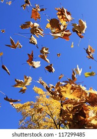 Leaves In The Wind