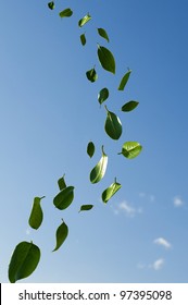 Leaves In The Wind