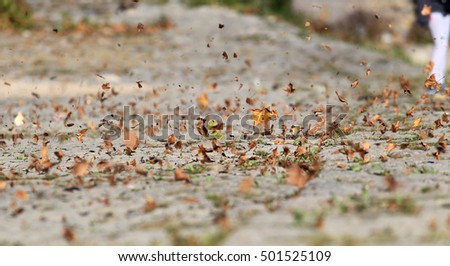 Similar – Mother-of-pearl butterfly on the ground, the wings shimmer like jewels, a living work of art