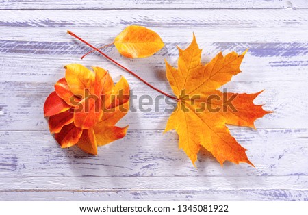 The leaves are yellow, red, Golden maple and black Rowan in autumn in the form of a pattern.