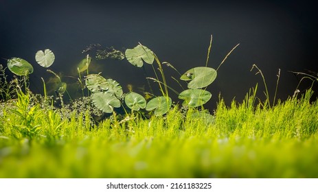 Leaves of yellow water-lily on the river bank in the evening. Rural landscape. Web banner. Ukraine.
