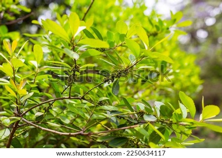 Leaves of the Yerba mate (Ilex paraguariensis) plant in Argentina	