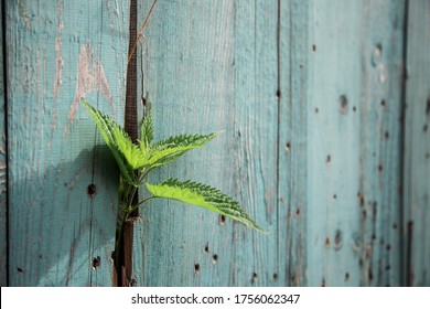 Leaves of a young nettle plant grow between old boards of turquoise color. Fresh spring greens.