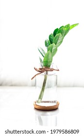 Leaves of Zamioculcas pod put in a glass bottle isolated on white background - Shutterstock ID 1979586809