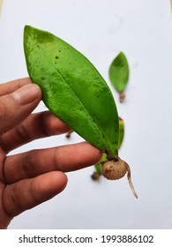 Leaves of zz plants that have grown tubers after 3 months are stored in water for plant propagation zz