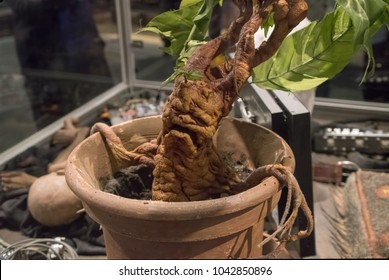 LEAVESDEN, UK - FEBRUARY 24TH 2018: Mandrake Plant Display At The Making Of Harry Potter Tour At Warner Bros Studio In Leavesden, UK