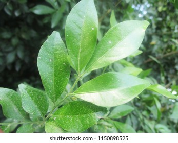 leaves,foliage and green nature - Shutterstock ID 1150898525