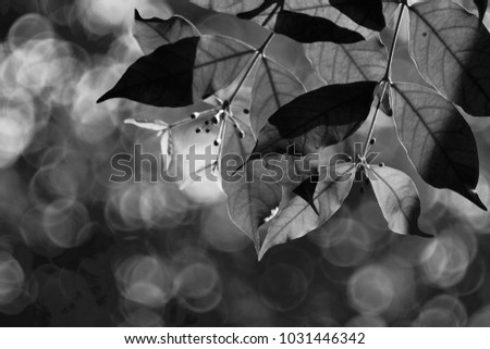 Similar – Foto Bild Frühling frisch zart Blatt