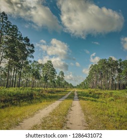 Leaving The Apalachicola National Forest