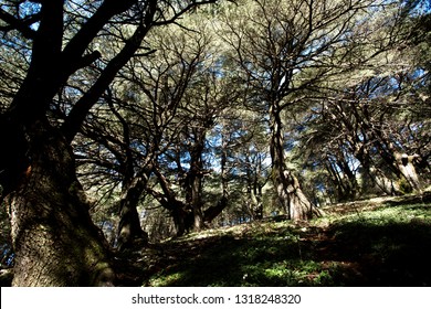 Lebanese Cedars Arz Al Barouk