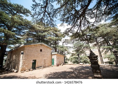 Imagenes Fotos De Stock Y Vectores Sobre Lebanese Cedar Forest