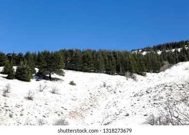 Lebanon Arz Al Barouk Cedars Forest