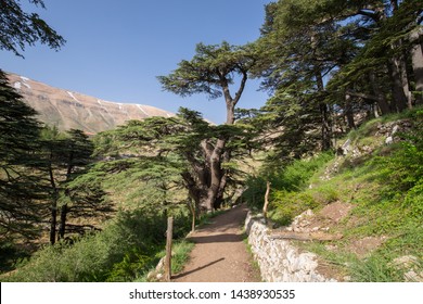 Lebanon cedar. The Cedars of God located at Bsharri, are one of the last vestiges of the extensive forests of the Lebanon cedar that once thrived across Mount Lebanon. Lebanon 