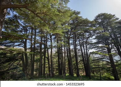 Lebanon cedar. The Cedars of God located at Bsharri, are one of the last vestiges of the extensive forests of the Lebanon cedar that once thrived across Mount Lebanon. Lebanon