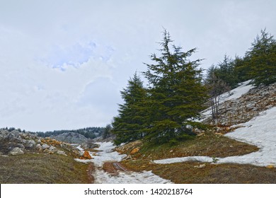 Lebanon Shouf Barouk Cedar Forest