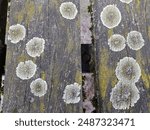 Lecanora muralis (syn. Lecanora saxicola, occasionally also called wall lichen or common wall lichen) is an epilithic lichen species from the family Lecanoraceae that is common in Central Europe. D
