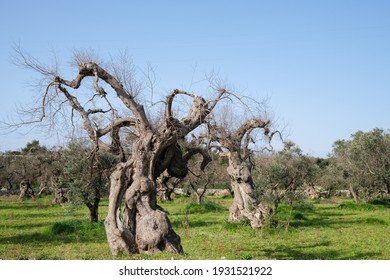 Lecce, Italy-March 7, 2021: olive tree in the foreground hit by the bacterium "xylella fastidiosa" that leads to the death of plants, salento agriculture has been hard hit.