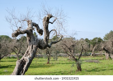 Lecce, Italy-March 7, 2021: olive tree in the foreground hit by the bacterium "xylella fastidiosa" that leads to the death of plants, salento agriculture has been hard hit.