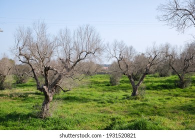 Lecce, Italy-March 7,2021:olive trees affected by the bacterium of the "Xylella fastidiosa" that leads to the death of plants, the agricultural fields of Salento have been exterminated by the disease.