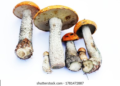 Leccinum mushrooms on a white background - Shutterstock ID 1781472887