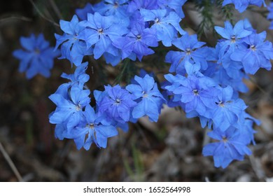 Lechenaultia Biloba, Western Australia, Goodeniaceae