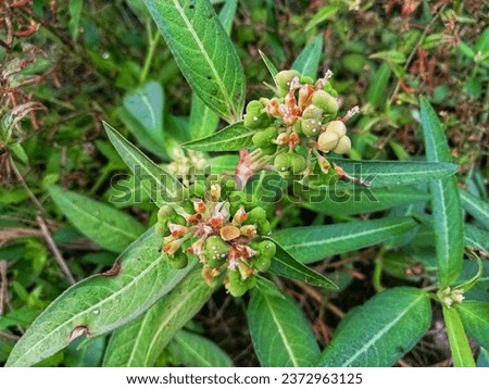 Lechosa or Euphorbia heterophylla is an annual plant with milky sap in all parts of the plant. It grows from 30 to 100 cm in height and has simple or branched hollow stems with angled ribs.