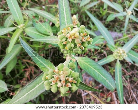 Lechosa or Euphorbia heterophylla is an annual plant with milky sap in all parts of the plant. It grows from 30 to 100 cm in heigh