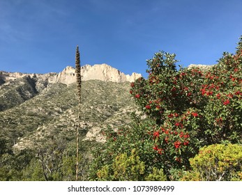 Lechuguilla And Madrone In The Chihuahuan Desert