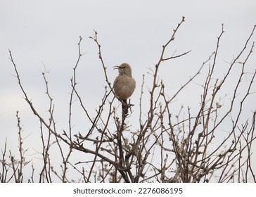 LeConte's Thrasher (toxostoma lecontei) perched in a leafless tree