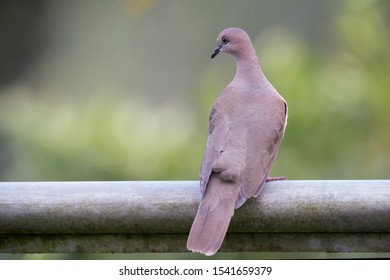 Lectotila Verreauxi White Tipped Dove 