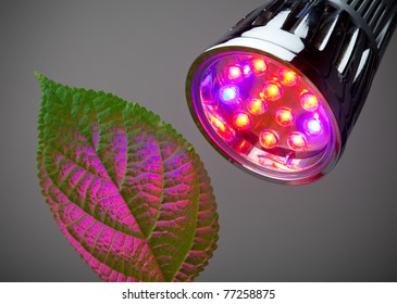 LED Grow Light