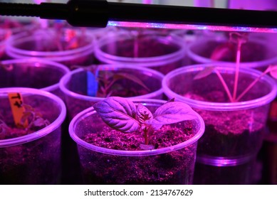 LED Grow Light, Seedlings Of Flowers And Vegetables Under The Lamp