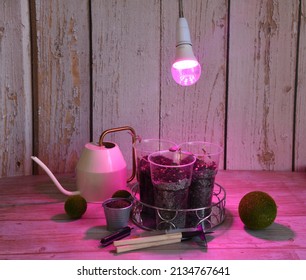 LED Grow Light, Seedlings Of Flowers And Vegetables Under The Lamp