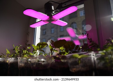 LED Grow Light, Seedlings Under The Lamp