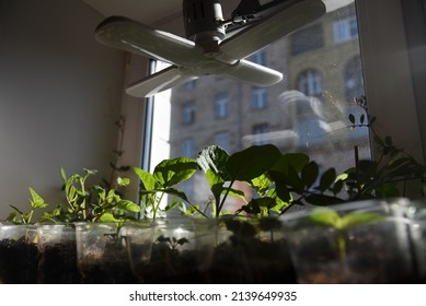 LED Grow Light, Seedlings Under The Lamp