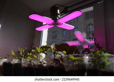 LED Grow Light, Seedlings Under The Lamp