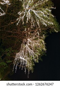 The led light is on the tree.