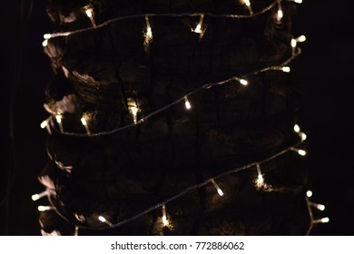 LED string lights wrapped around a tree trunk