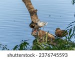 Lee Valley Regional Park, London, UK - August 30th 2016: Male and female Mallard Duck with a Black Headed Gull standing on a fallen branch by a lake.