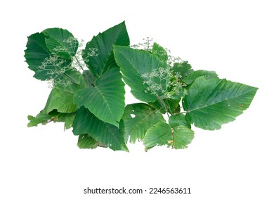 Leea macrophylla (Hathikana) is a very rare plant isolated on white background with clipping path. - Shutterstock ID 2246563611