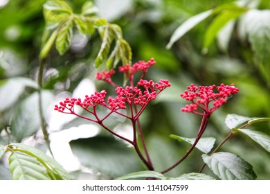 Leea rubra plant bloom in strong red color with strong green leaf on the background.